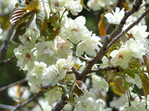 黄桜